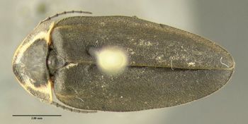 Media type: image;   Entomology 612496 Aspect: habitus dorsal view